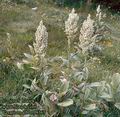 Veratrum_album_8365