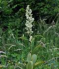 Veratrum_album_bk3453