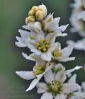 Veratrum_album_bk3467