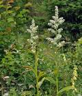 Veratrum_album_bk3611