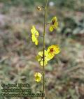 Verbascum_blattaria_6733