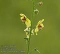 Verbascum_blattaria_a4966