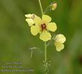 Verbascum_blattaria_a4981