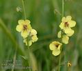 Verbascum_blattaria_a5021