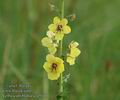 Verbascum_blattaria_a5046