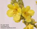 Verbascum_densiflorum_a4165