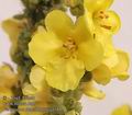 Verbascum_densiflorum_a4166