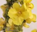 Verbascum_densiflorum_a4166