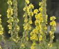 Verbascum_densiflorum_a4612