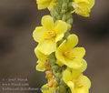 Verbascum_densiflorum_a4614