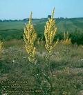 Verbascum_lychnitis_4993