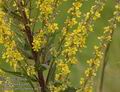 Verbascum_lychnitis_a477