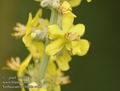 Verbascum_lychnitis_a481