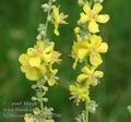 Verbascum_lychnitis_ac0700