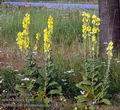 Verbascum_phlomoides_a4138