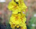 Verbascum_phlomoides_a4150