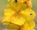 Verbascum_phlomoides_a4153