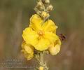 Verbascum_phlomoides_a4157