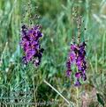 Verbascum_phoeniceum_10639