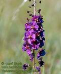 Verbascum_phoeniceum_6285