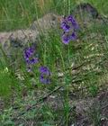 Verbascum_phoeniceum_bk0880