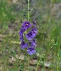 Verbascum_phoeniceum_bk0892