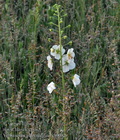 Verbascum_phoeniceum_ct0082