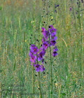 Verbascum_phoeniceum_ct0087