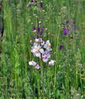 Verbascum_phoeniceum_ct0092