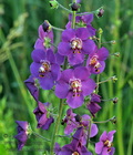 Verbascum_phoeniceum_ct0096