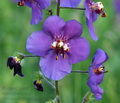 Verbascum_phoeniceum_ct0100