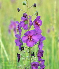 Verbascum_phoeniceum_ct0101
