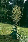 Verbascum_speciosum_685