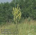 Verbascum_speciosum_ac1544