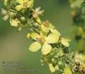 Verbascum_speciosum_ac1556