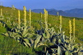 Verbascum_thapsus_ed3506