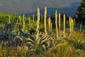 Verbascum_thapsus_ed3510