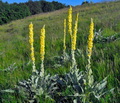 Verbascum_thapsus_ed3516