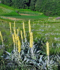 Verbascum_thapsus_ed3522