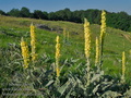 Verbascum_thapsus_ed3523