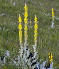 Verbascum_thapsus_f3864