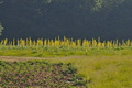 Verbascum_thapsus_f3868