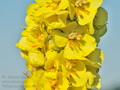 Verbascum_thapsus_f3906