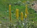 Verbascum_thapsus_f3929