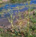 Veronica_anagallis-aquatica_8232