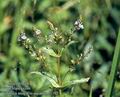 Veronica_anagallis_aquatica_11102