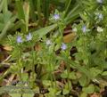 Veronica_arvensis_aa7155