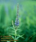 Veronica_longifolia_4497