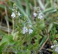 Veronica_officinalis_ab6598