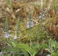 Veronica_officinalis_ab6609